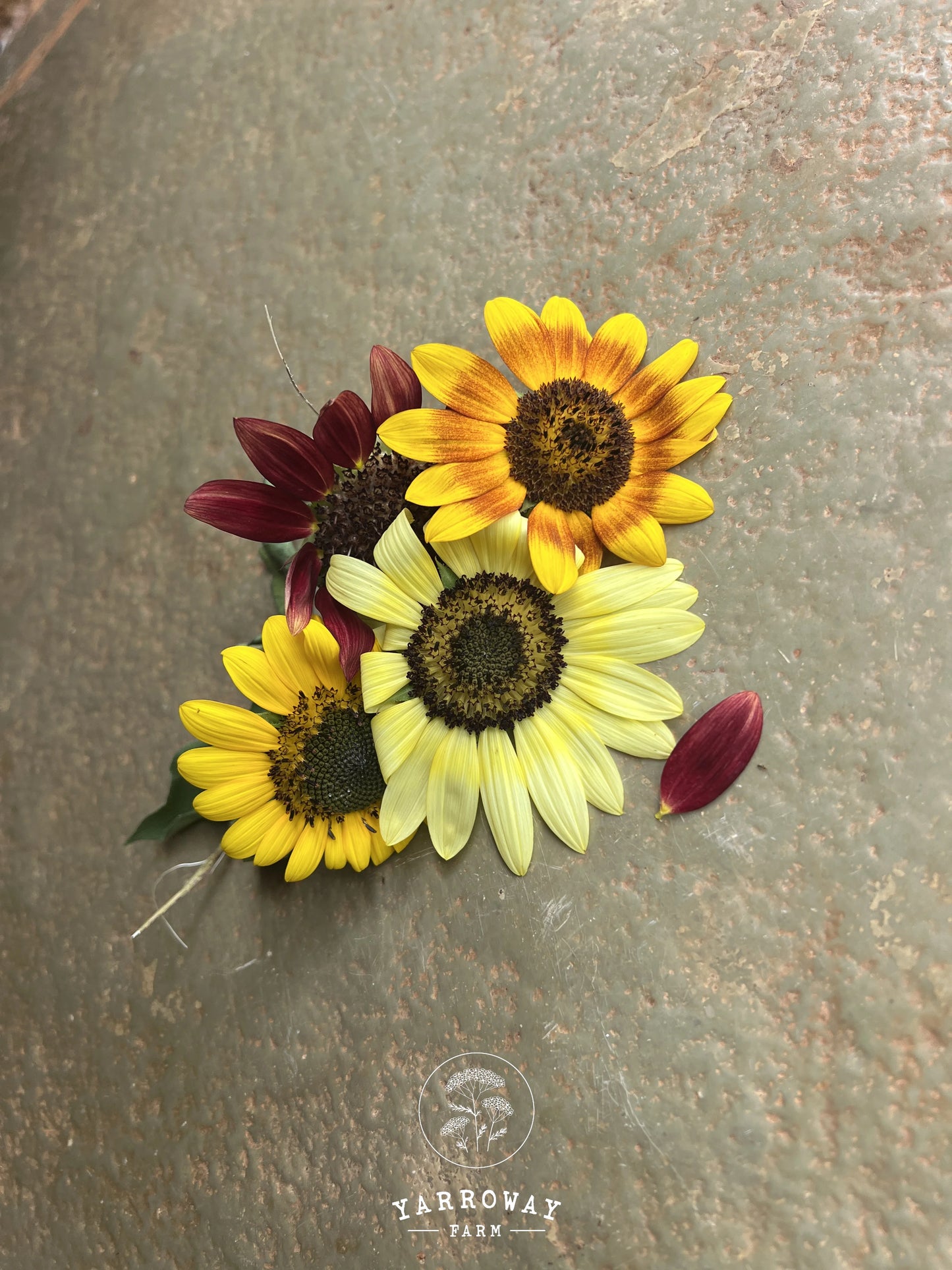 Sun Samba Sunflower