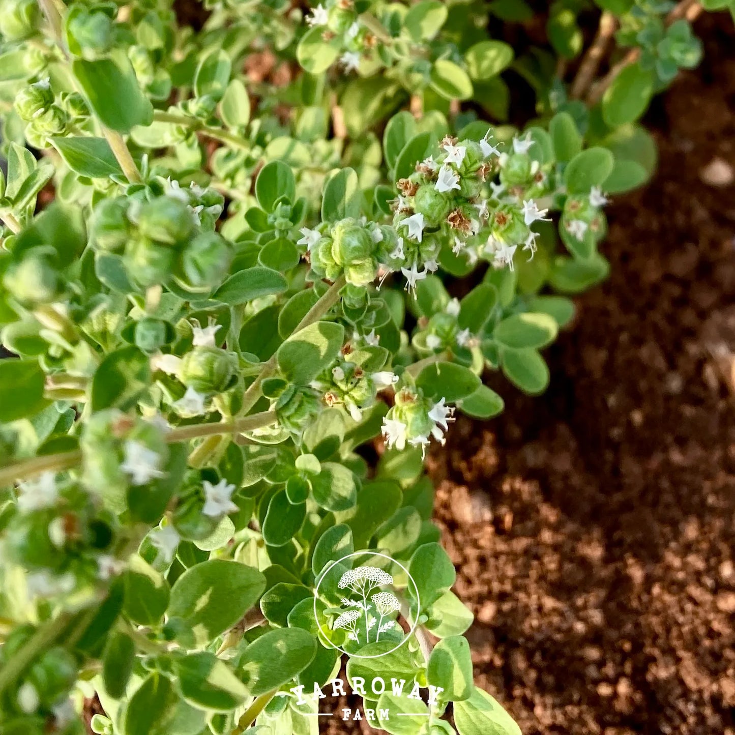 Sweet Marjoram