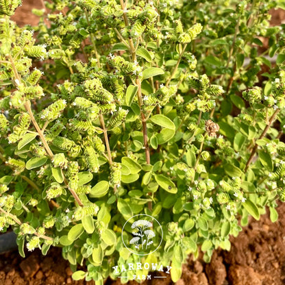 Sweet Marjoram