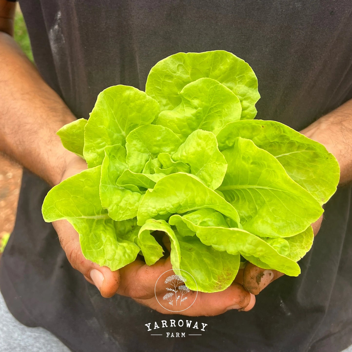Tennis Ball Lettuce
