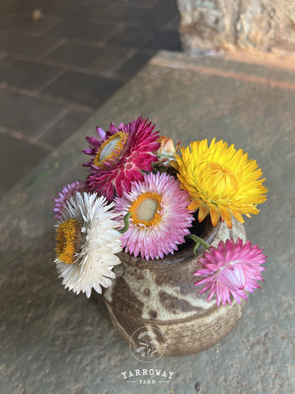Tall Mix Strawflower