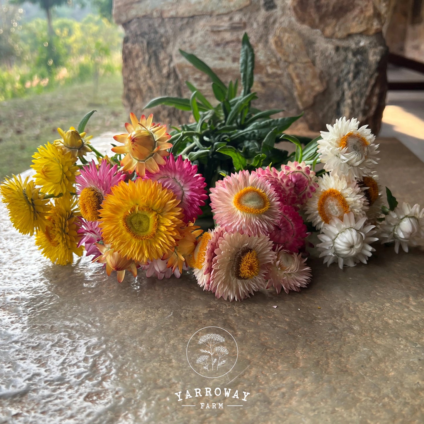 Tall Mix Strawflower