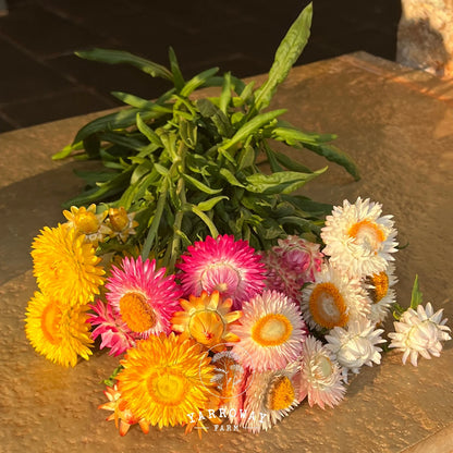 Tall Mix Strawflower