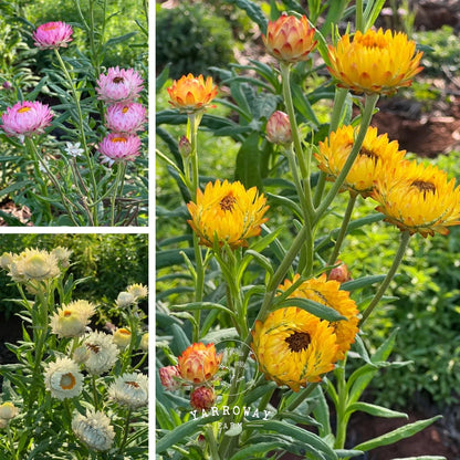 Tall Mix Strawflower