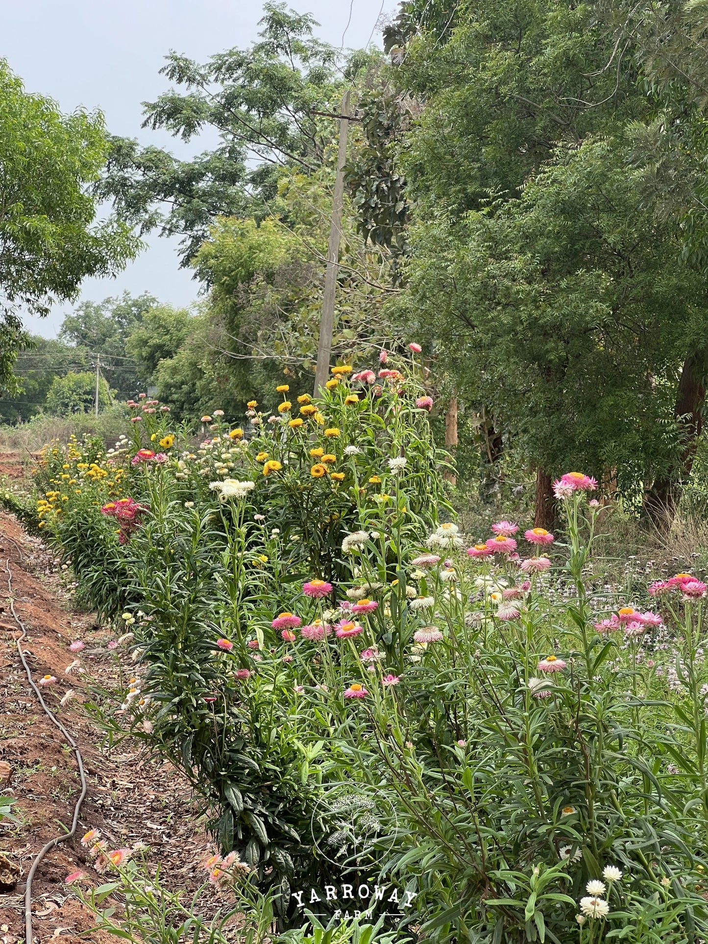 Tall Mix Strawflower