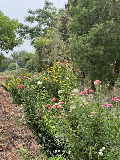 Tall Mix Strawflower