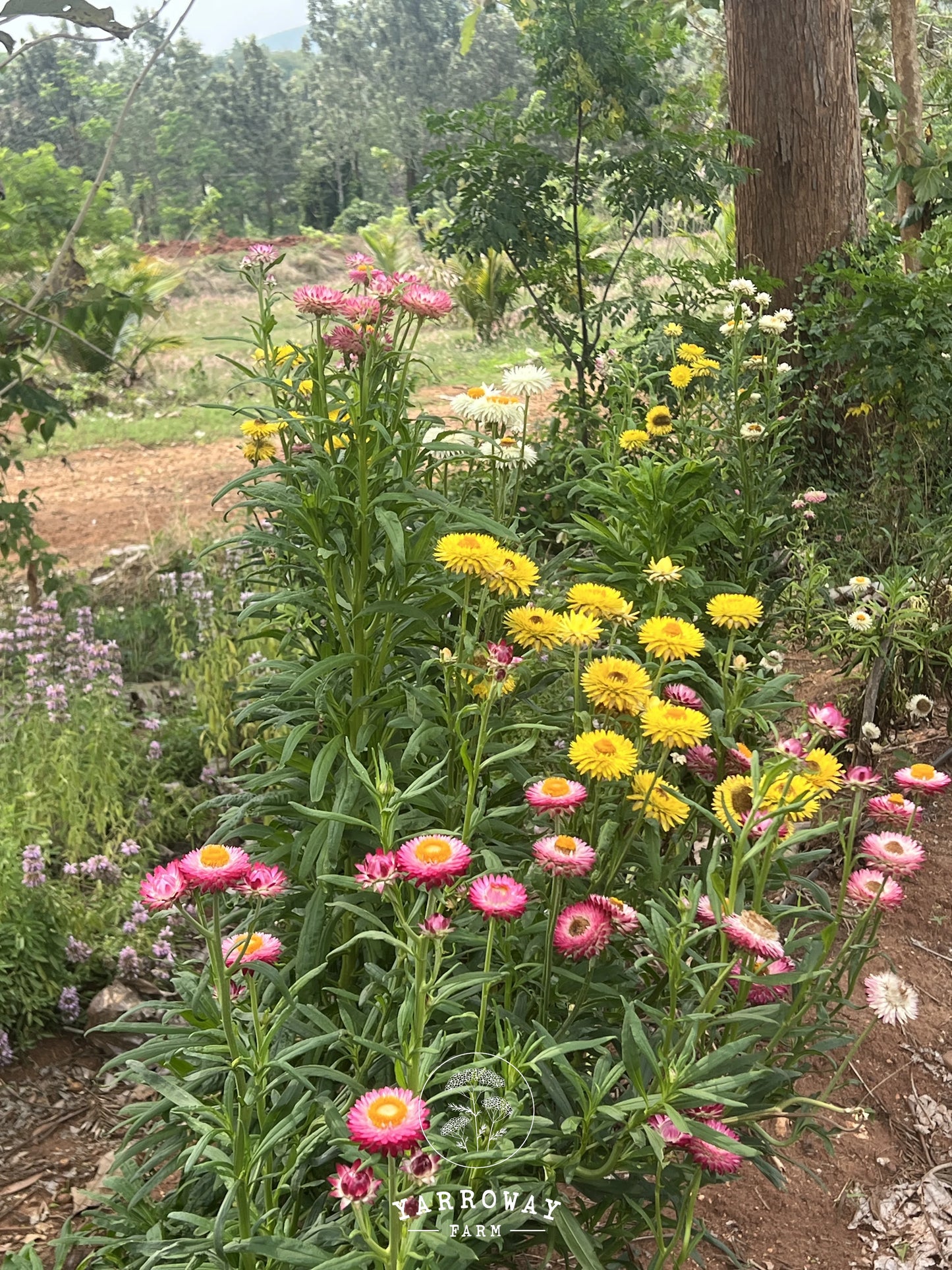 Tall Mix Strawflower