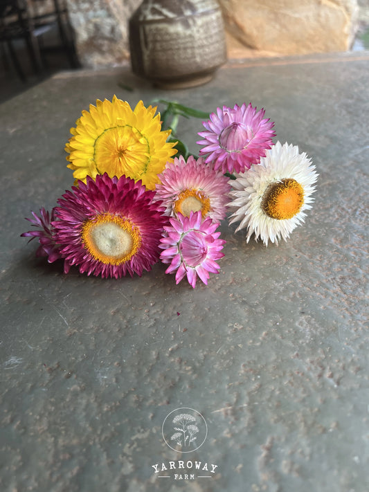 Tall Mix Strawflower