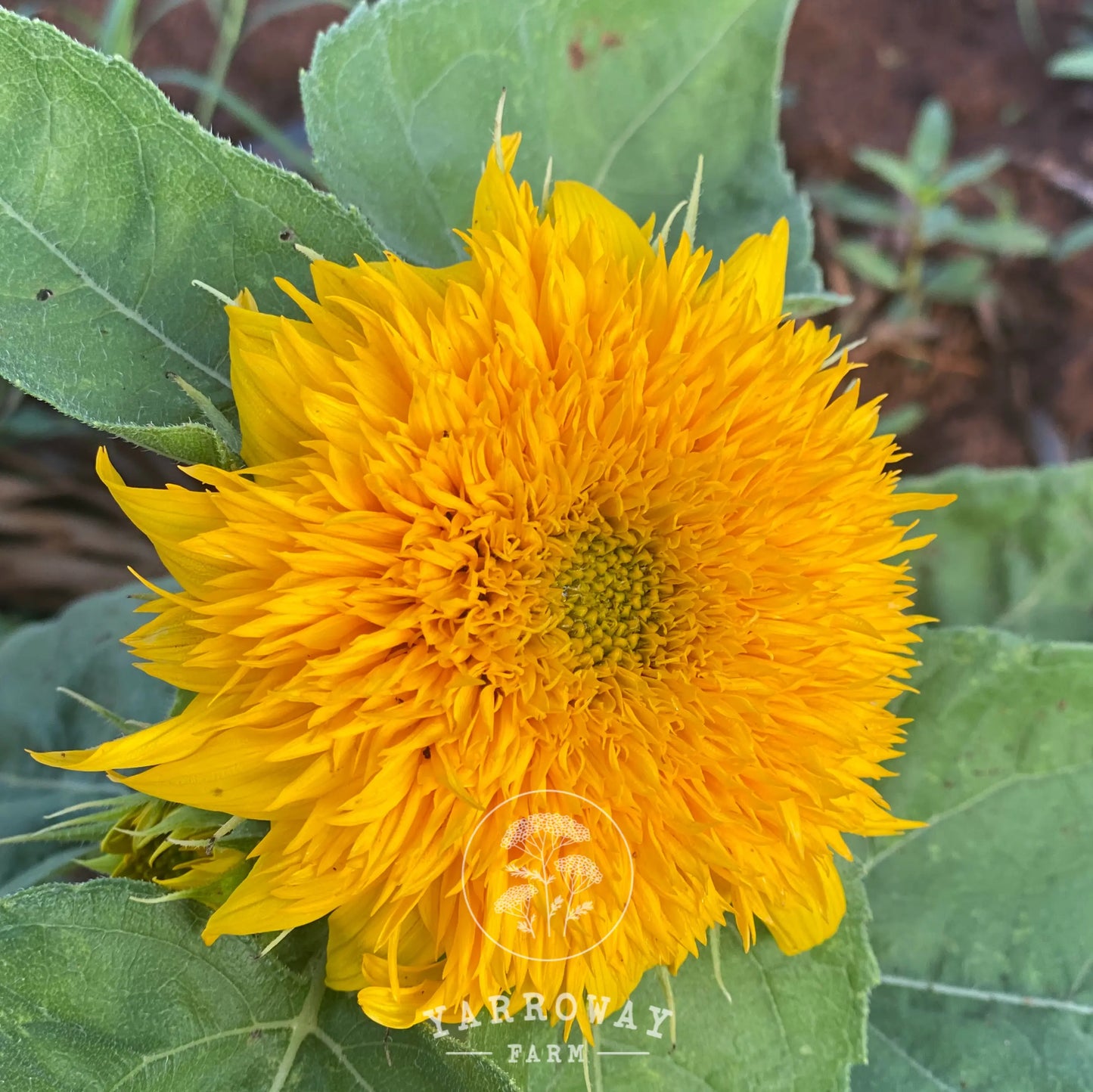 Teddy Bear Sunflower