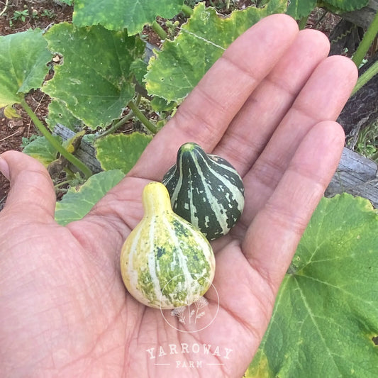 Tennessee Dancing  Gourd