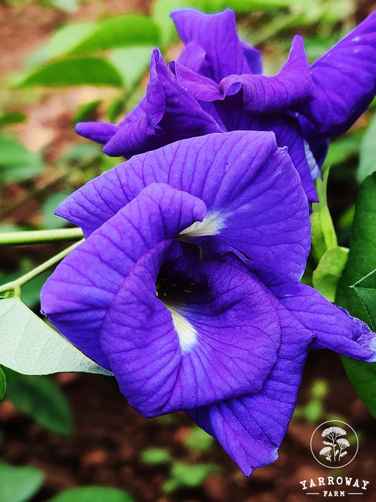 Thai Double Blue Butterfly Pea