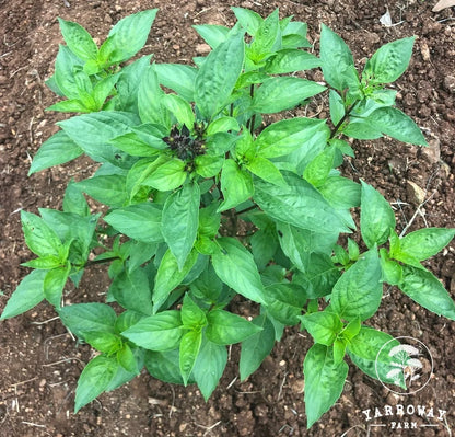 Thai Sweet Basil