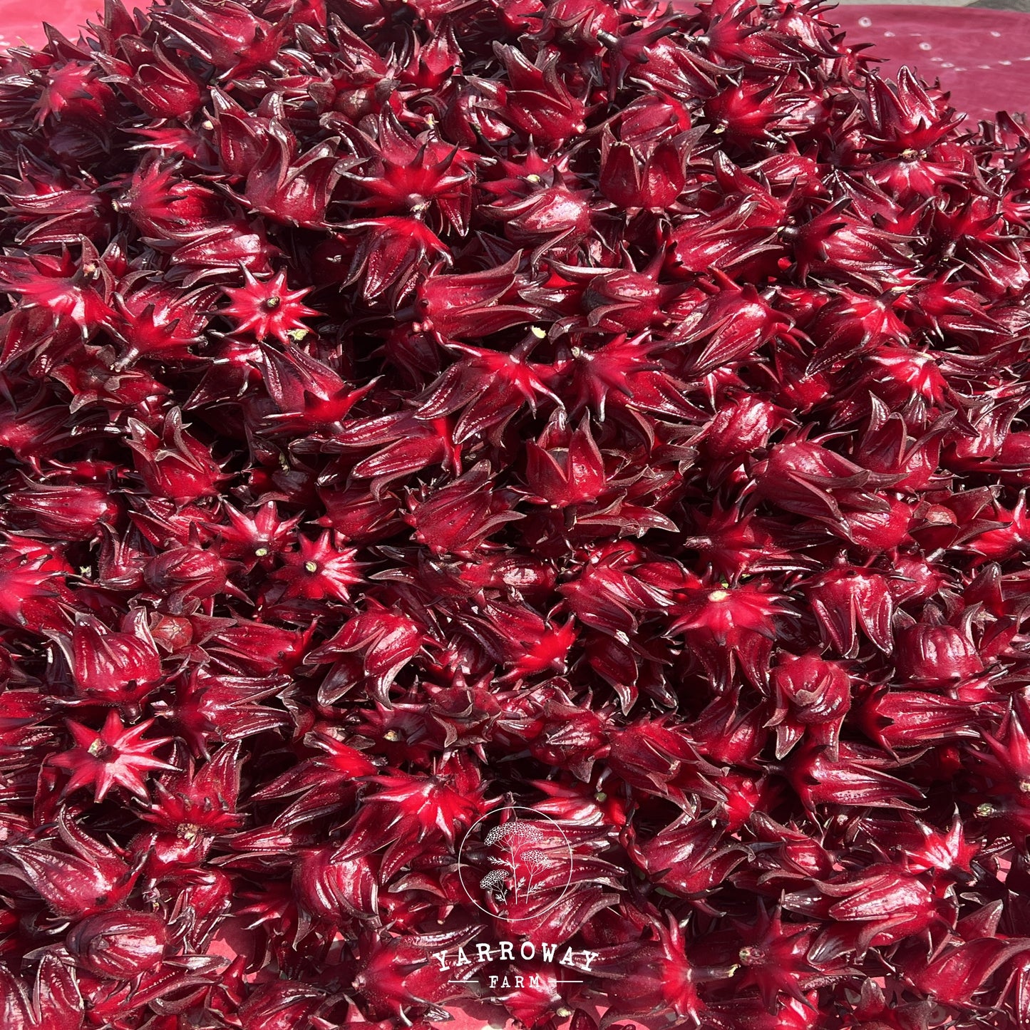 Thai Red Roselle