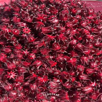 Thai Red Roselle