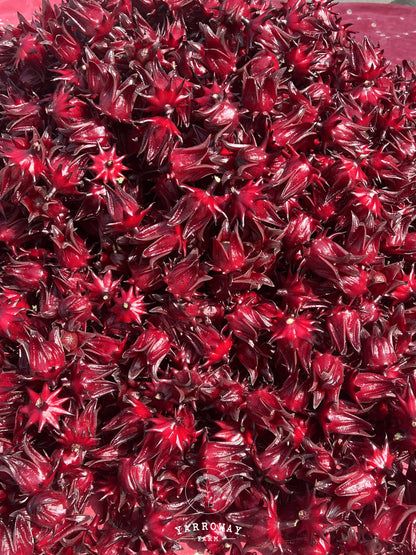 Thai Red Roselle