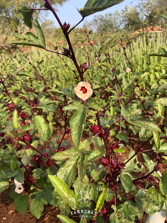 Thai Red Roselle