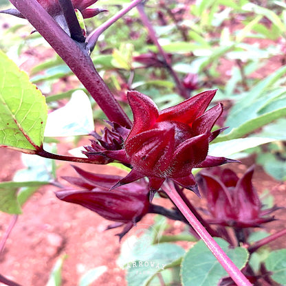 Thai Red Roselle