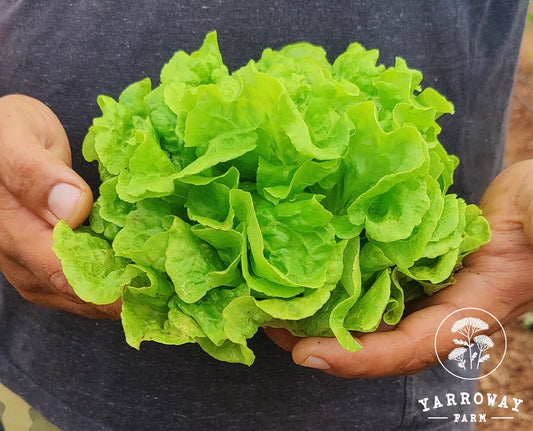 Tom Thumb - Mini Lettuce