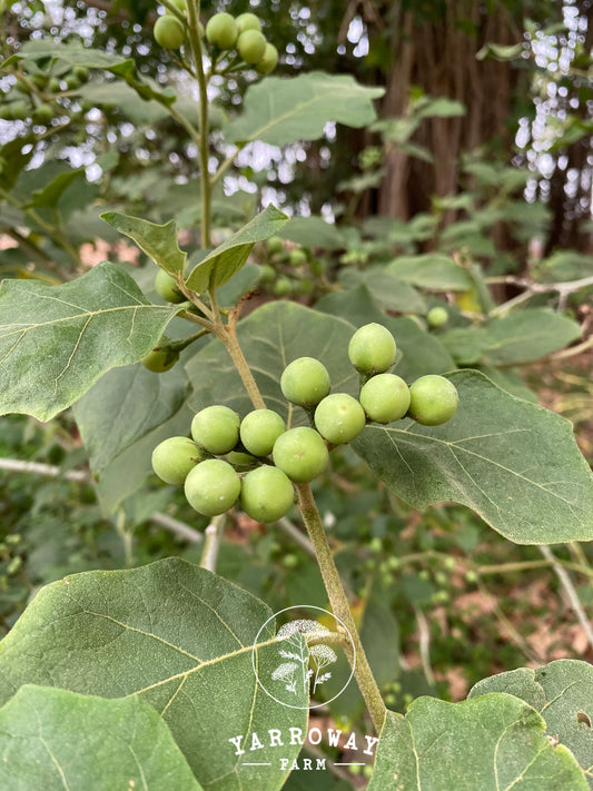 Turkeyberry