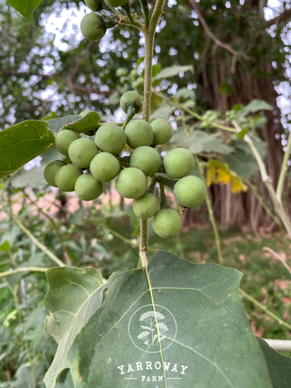 Turkeyberry