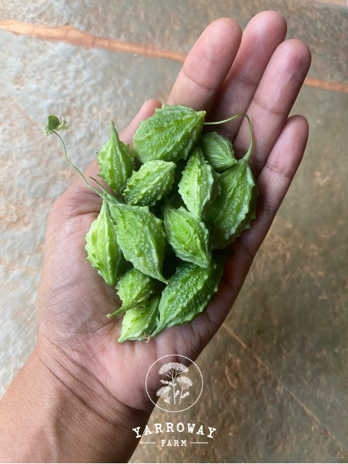 Wild Karela Bitter Gourd