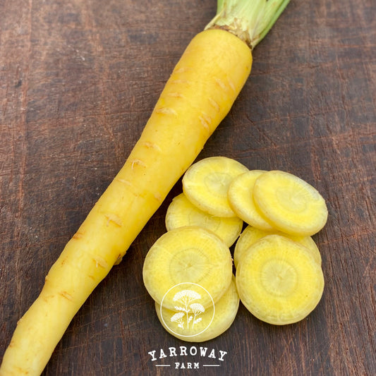 Uzbek Golden Carrot