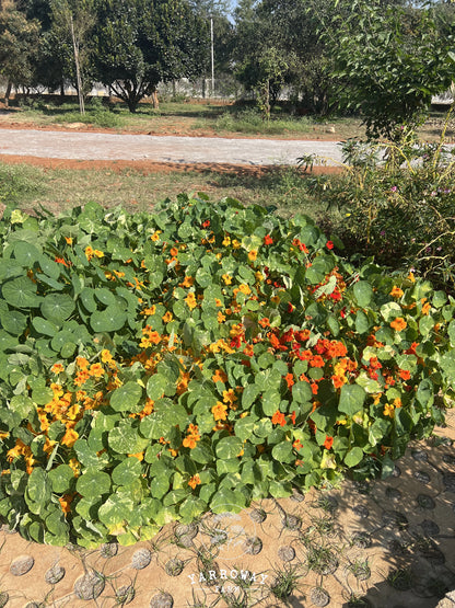 Variegated Mix Nasturtium