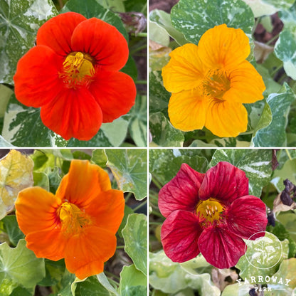 Variegated Mix Nasturtium