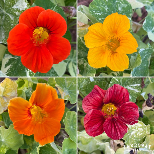 Variegated Mix Nasturtium