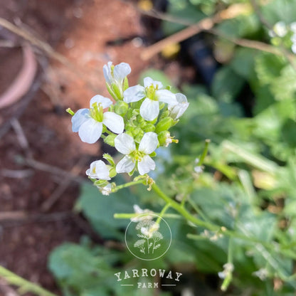 Wasabi Wild Arugula