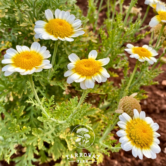 White Daisy Chrysanthemum