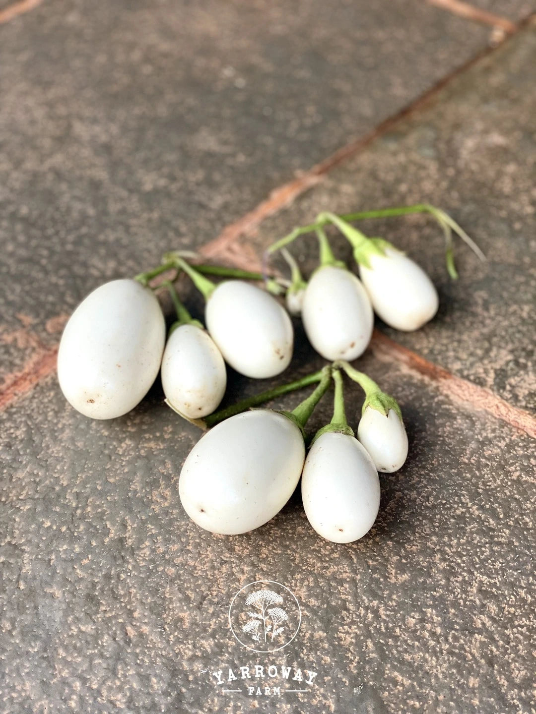 White Cluster Eggplant