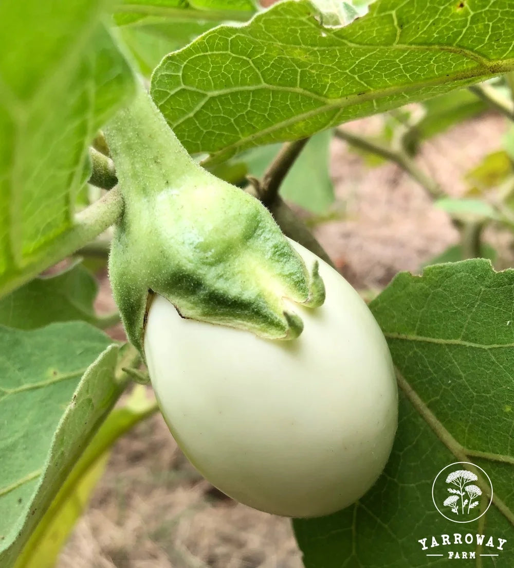 White Egg - Eggplant