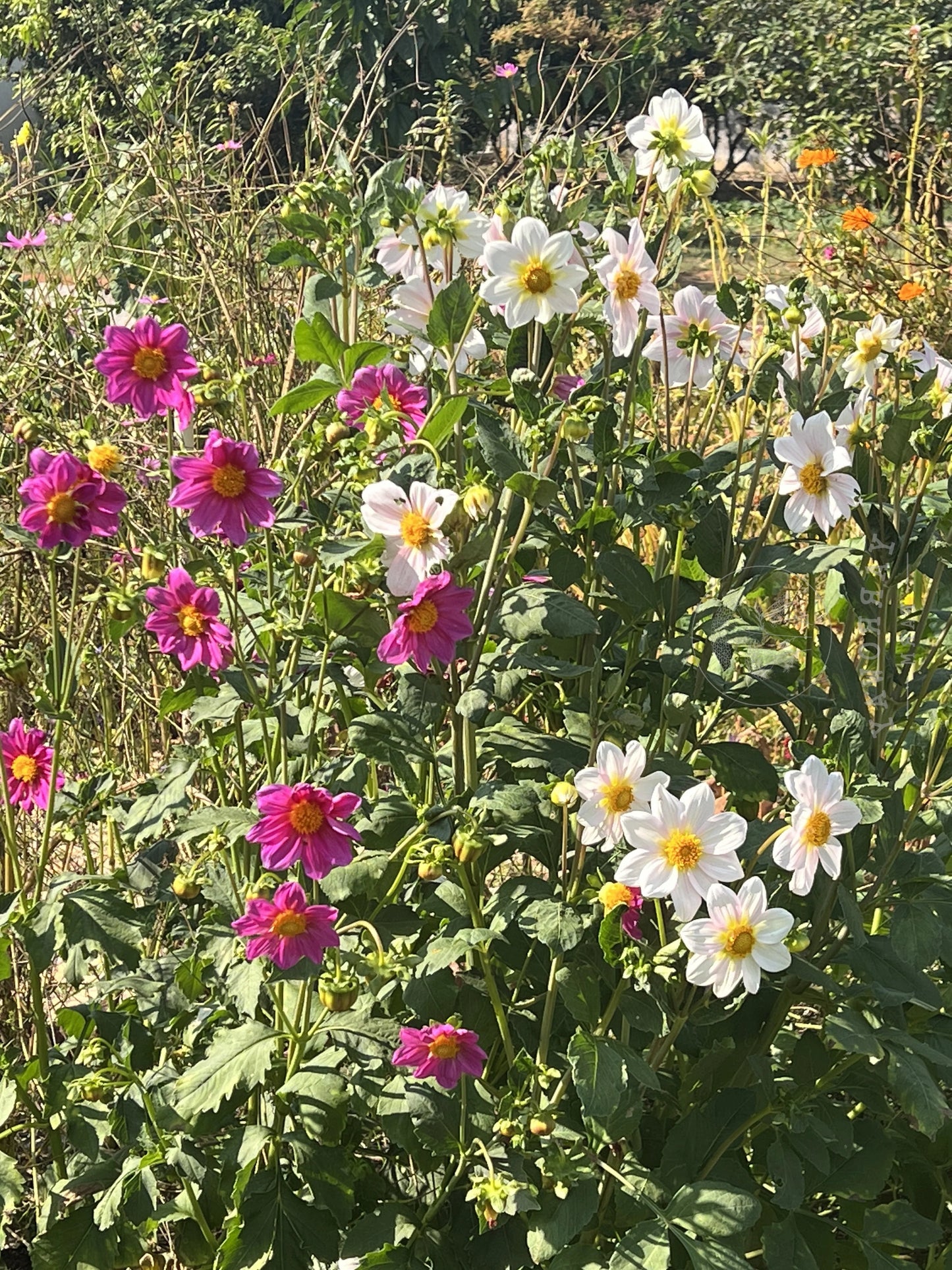 Pink White Mix Dahlia