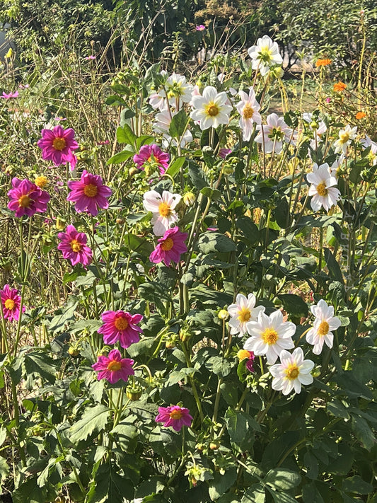 Pink White Mix Dahlia