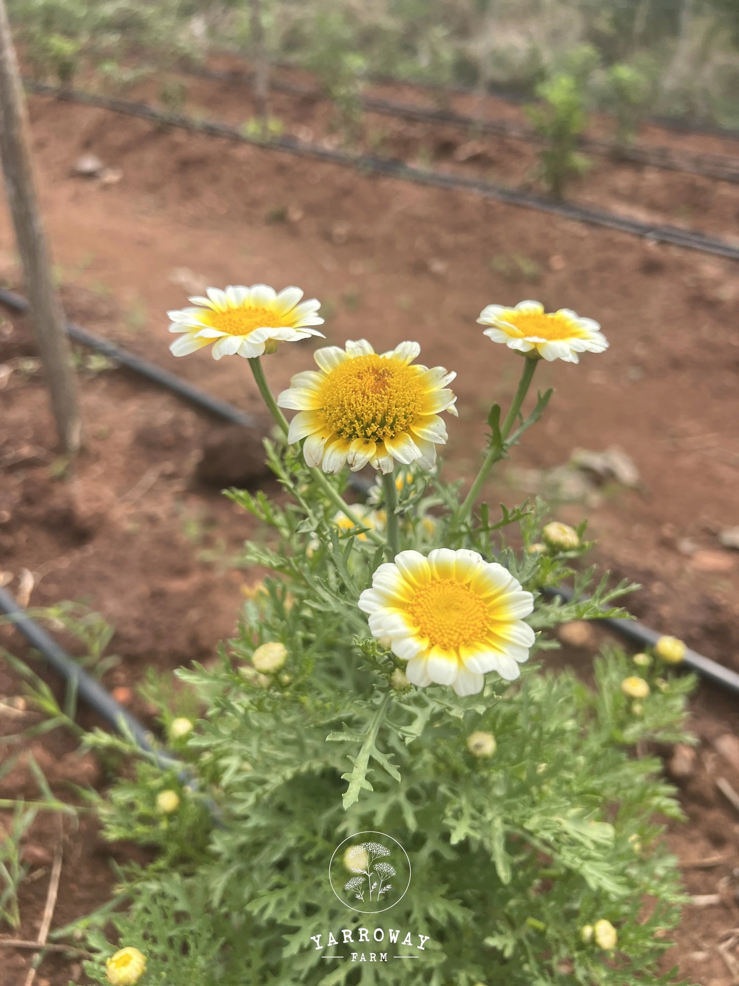White Daisy Chrysanthemum