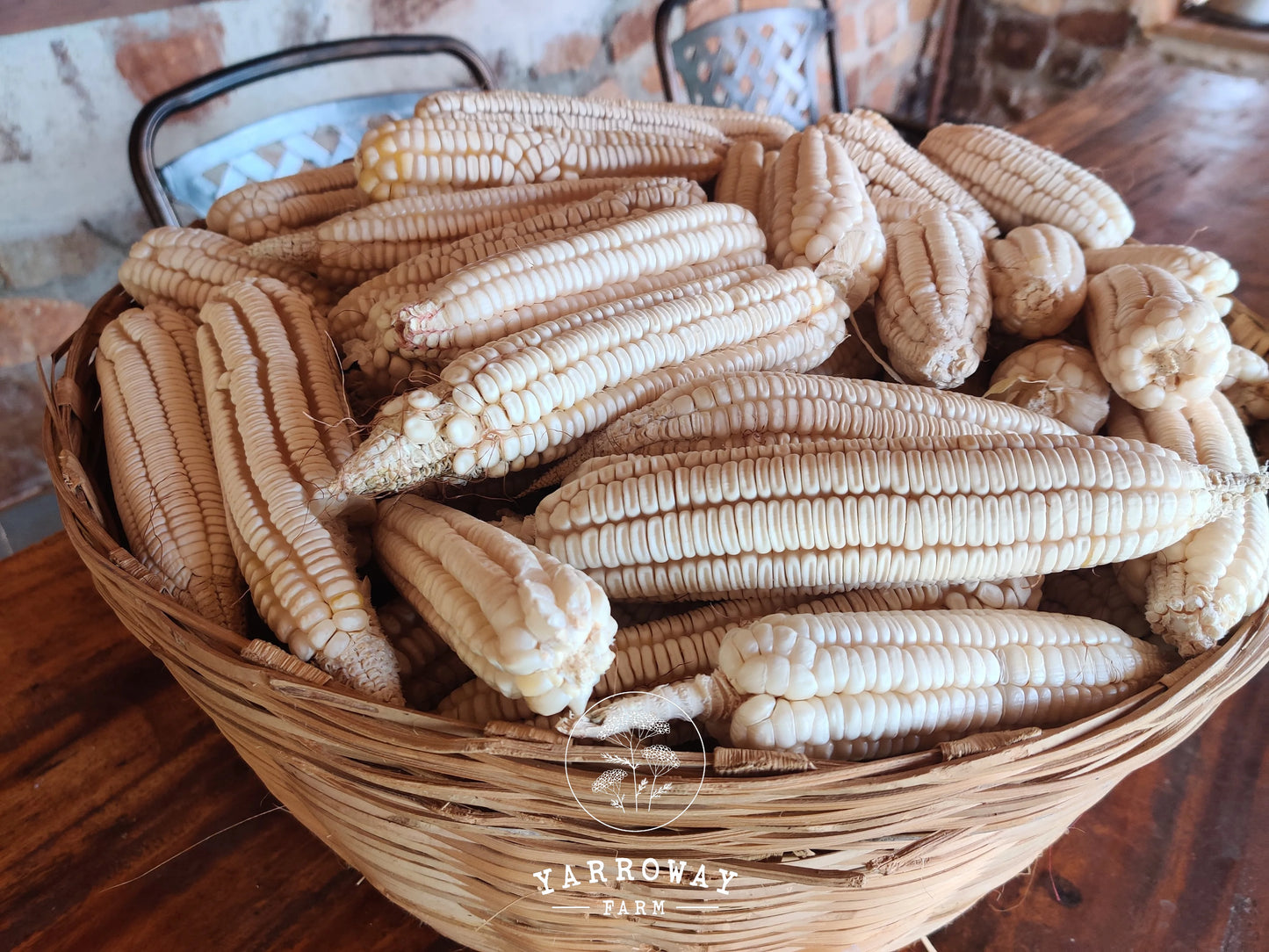 Olotillo Blanco Flour Corn