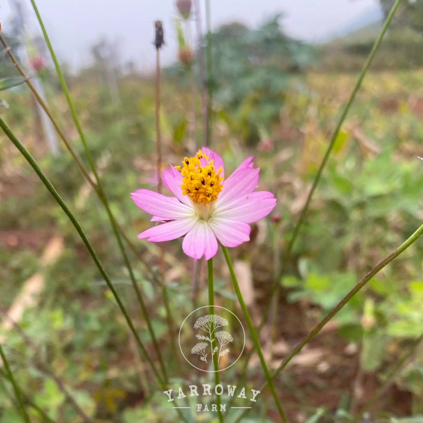 Wild Pink Cosmos