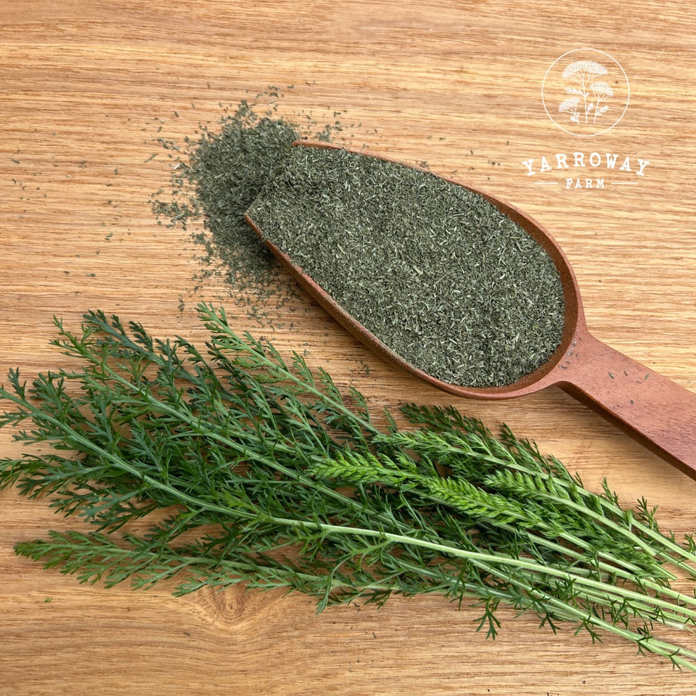 Yarrow Powder Yarrow Leaf - Styptic Powder – Yarroway Farm