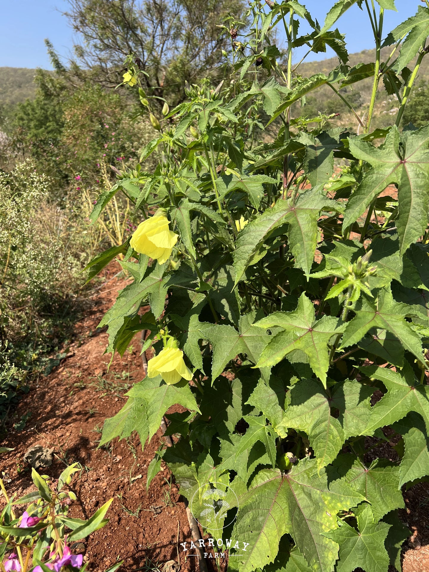 Yellow Musk Mallow