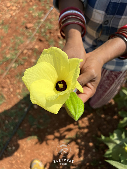 Yellow Musk Mallow