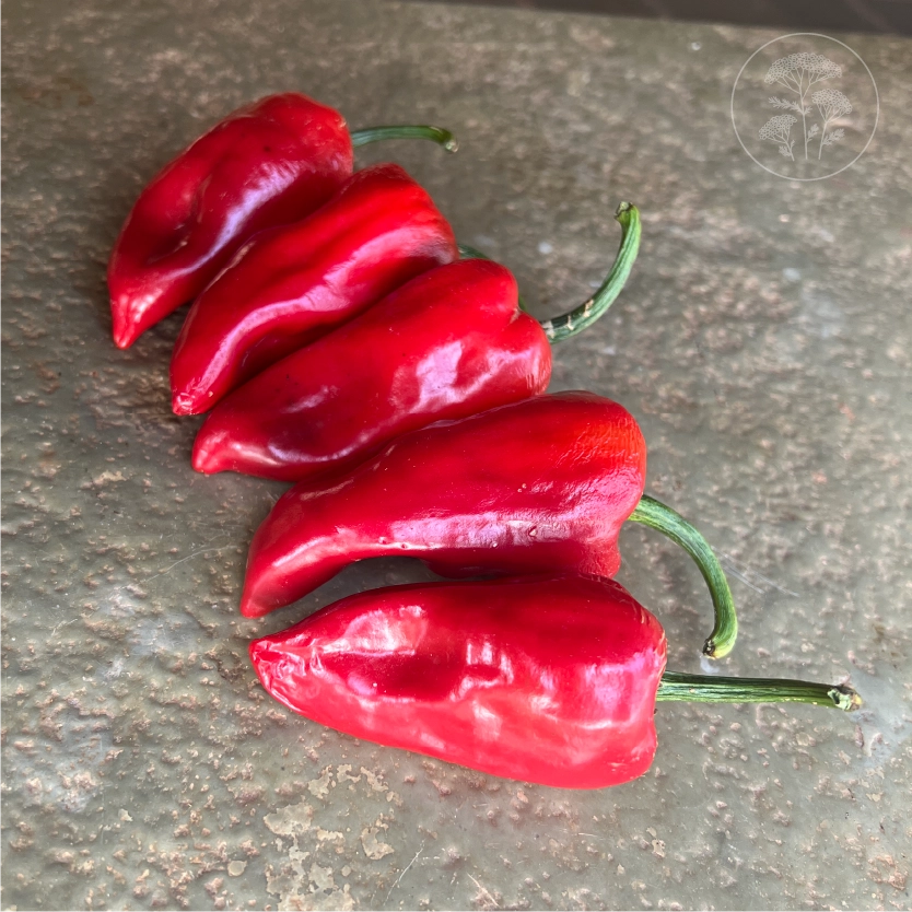 Ancho Poblano Mild Pepper