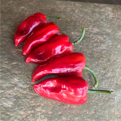 Ancho Poblano Mild Pepper
