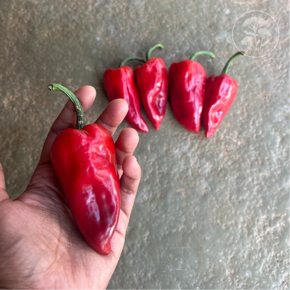 Ancho Poblano Mild Pepper