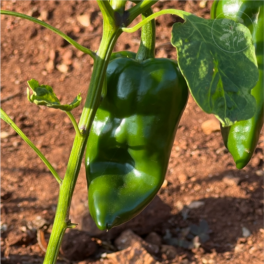 Ancho Poblano Mild Pepper