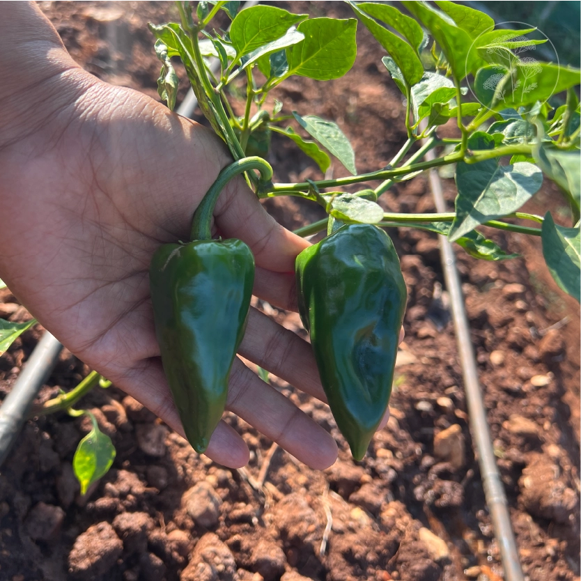 Ancho Poblano Mild Pepper