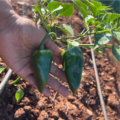Ancho Poblano Mild Pepper