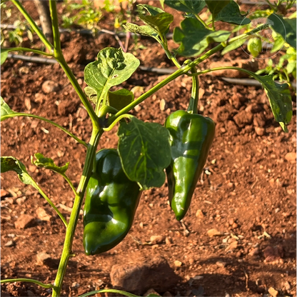 Ancho Poblano Mild Pepper