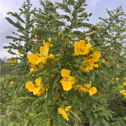 Avaram Senna Tree Shrub