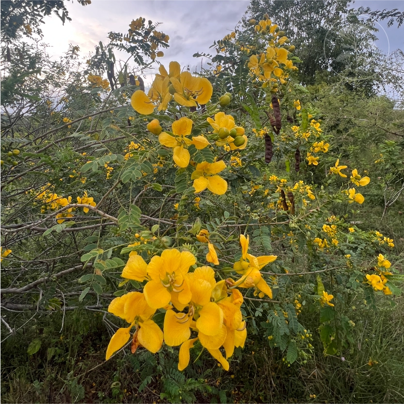 Avaram Senna Tree Shrub